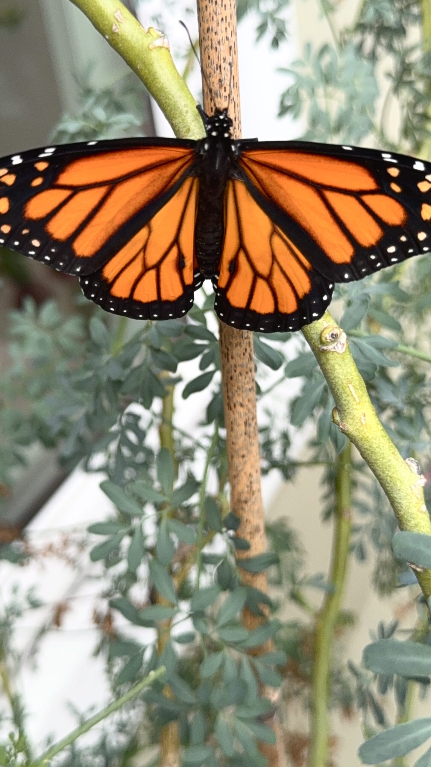 Butterfly Babe